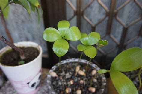 幸運鐵樹繁殖|墨西哥鐵樹 幸運樹盆栽 玉屋 TAMAYA Flowers